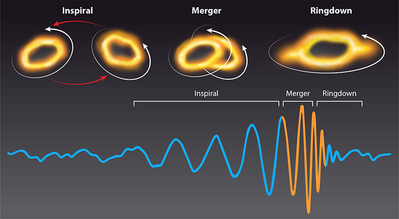 A typical gravitational-wave signal produced by a pair of coalescing black holes. The inspiral phase can be described by post-Newtonian series expansion, while the late part of the ringdown phase can be described using linear perturbation theory (blue parts of the signal). The merger and early ringdown, however, exhibit nonlinear spacetime dynamics (orange part of the signal).